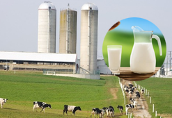 Milk Plants & Dairies